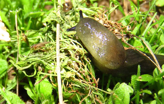 Milax sp. or Tandonia budapestensis?